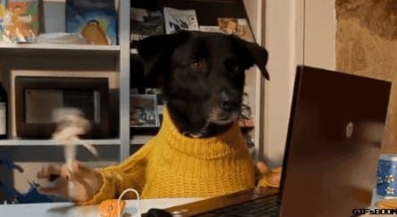 Una Estrategia De Email Marketing Nivel Top: Claves Más Importantes Y Errores A Evitar 5 Perrito